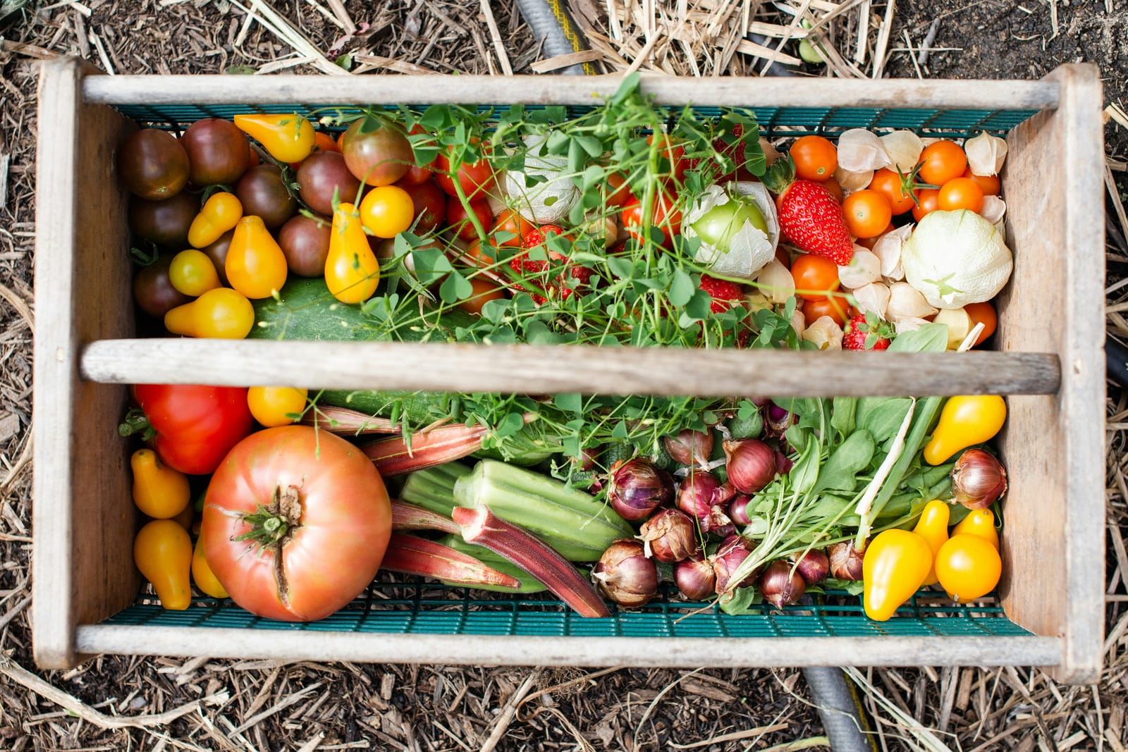 A wooden garden trug overflowing with a colorful heirloom harvest of tomatoes, red okra, tomatillos, strawberries, onions, and greens