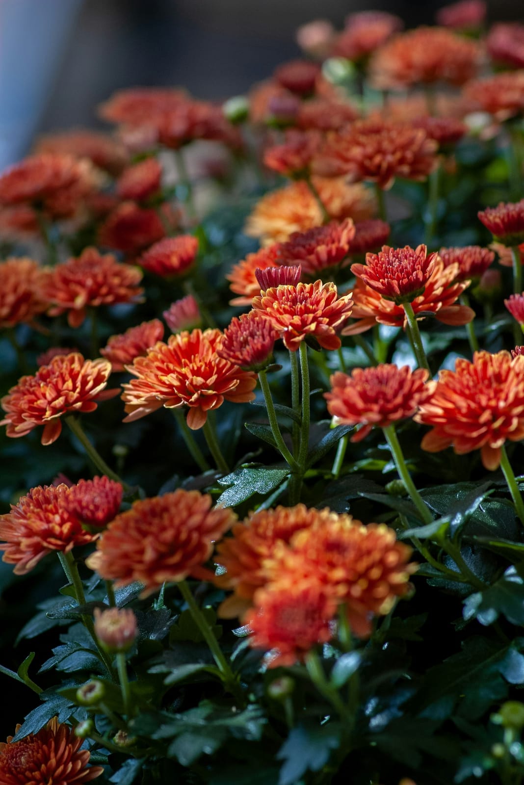 A full bed of burnt-orange and russet chrysanthemum mums with deep green foliage, glowing in warm autumn light