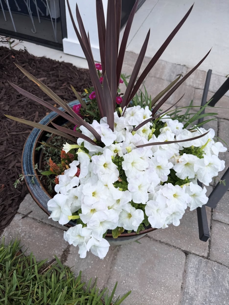 A glazed blue pot overflowing with white petunias and a spiky burgundy dracaena on a paver patio