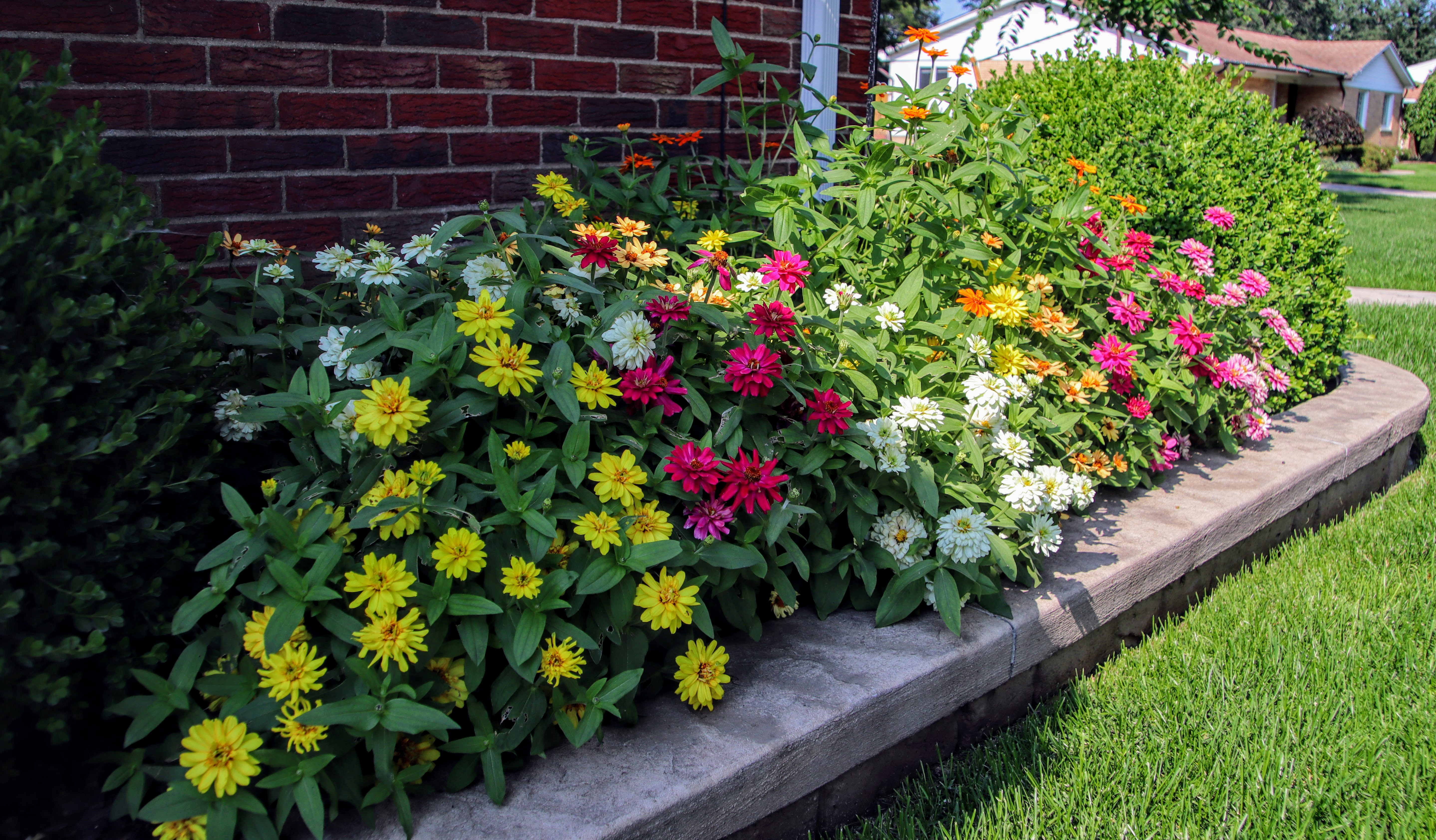 A front-yard border packed with multicolored zinnias in pink, yellow, white and orange against a red brick house