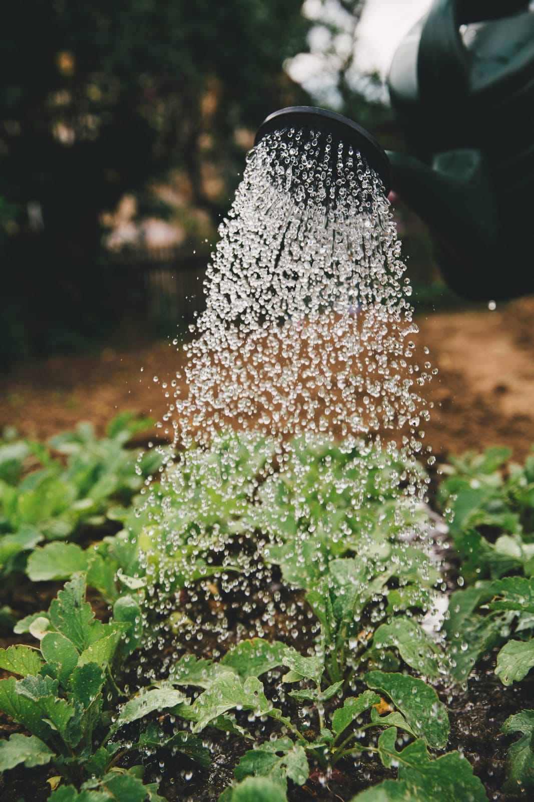 Water raining from a watering can rose down onto a bed of leafy green seedlings in dark soil